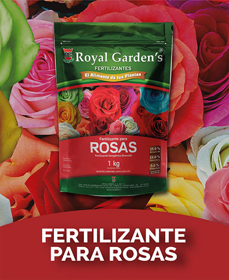 Fertilizante para rosas